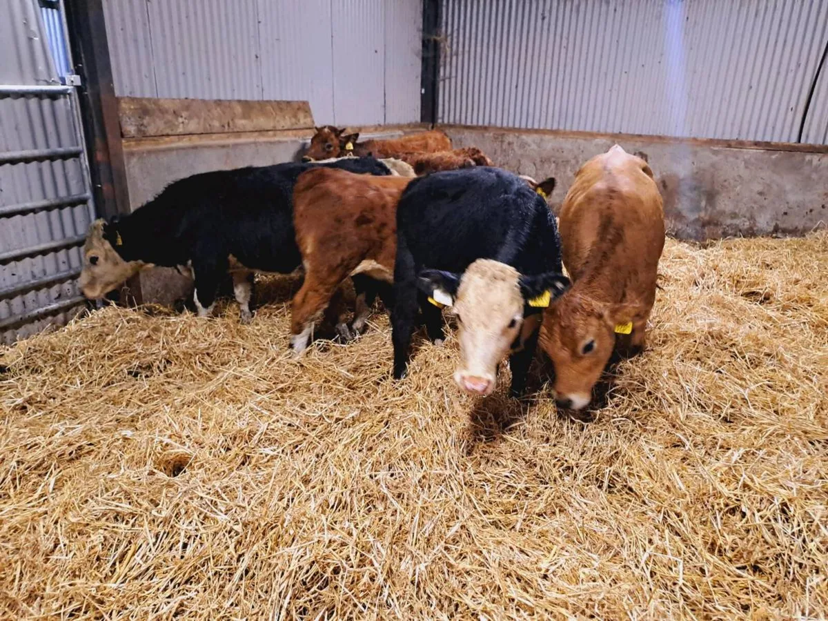 7 Smashing heifer weanlings 230kgs - Image 3