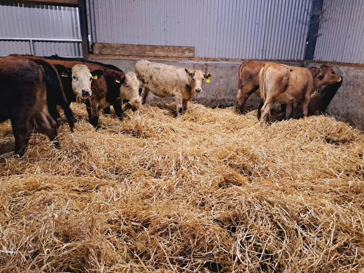 7 Smashing heifer weanlings 230kgs - Image 4