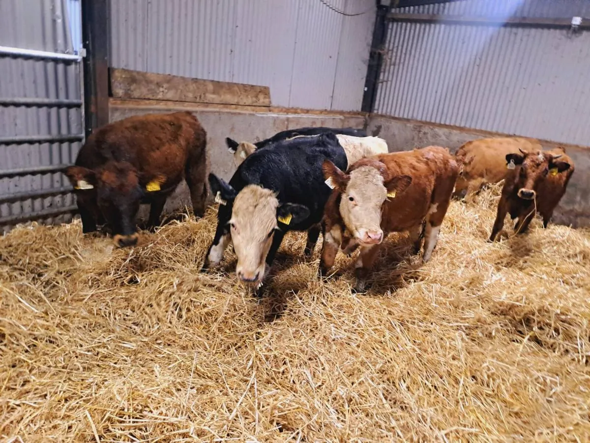 7 Smashing heifer weanlings 230kgs - Image 1