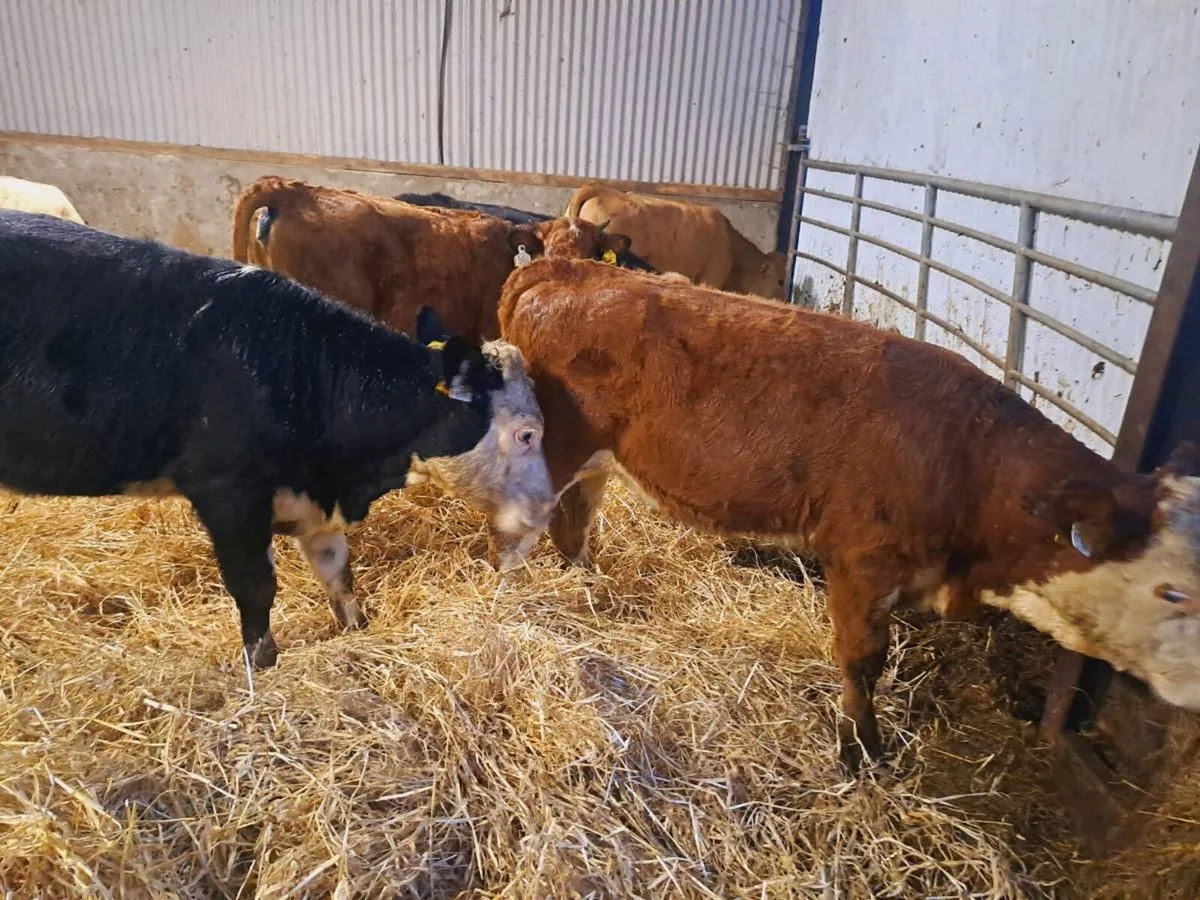 7 Smashing heifer weanlings 230kgs - Image 2