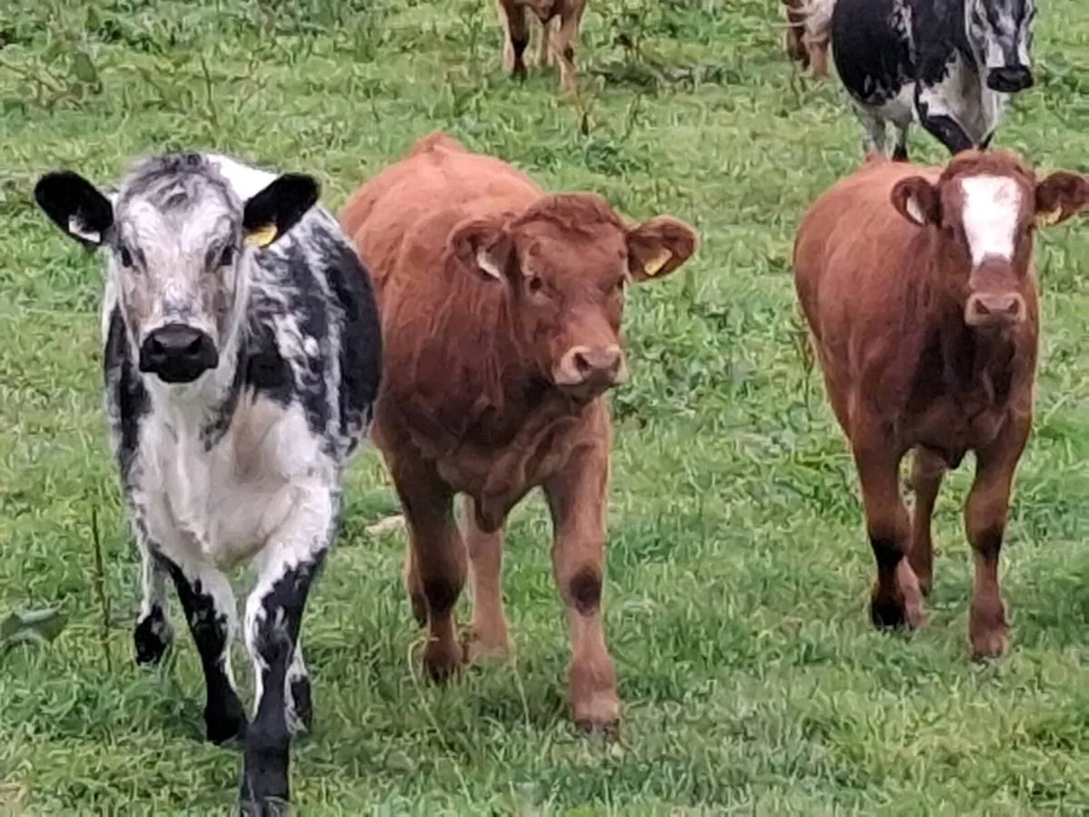 🌟LMX Heifer Weanlings🌟🌟 - Image 3