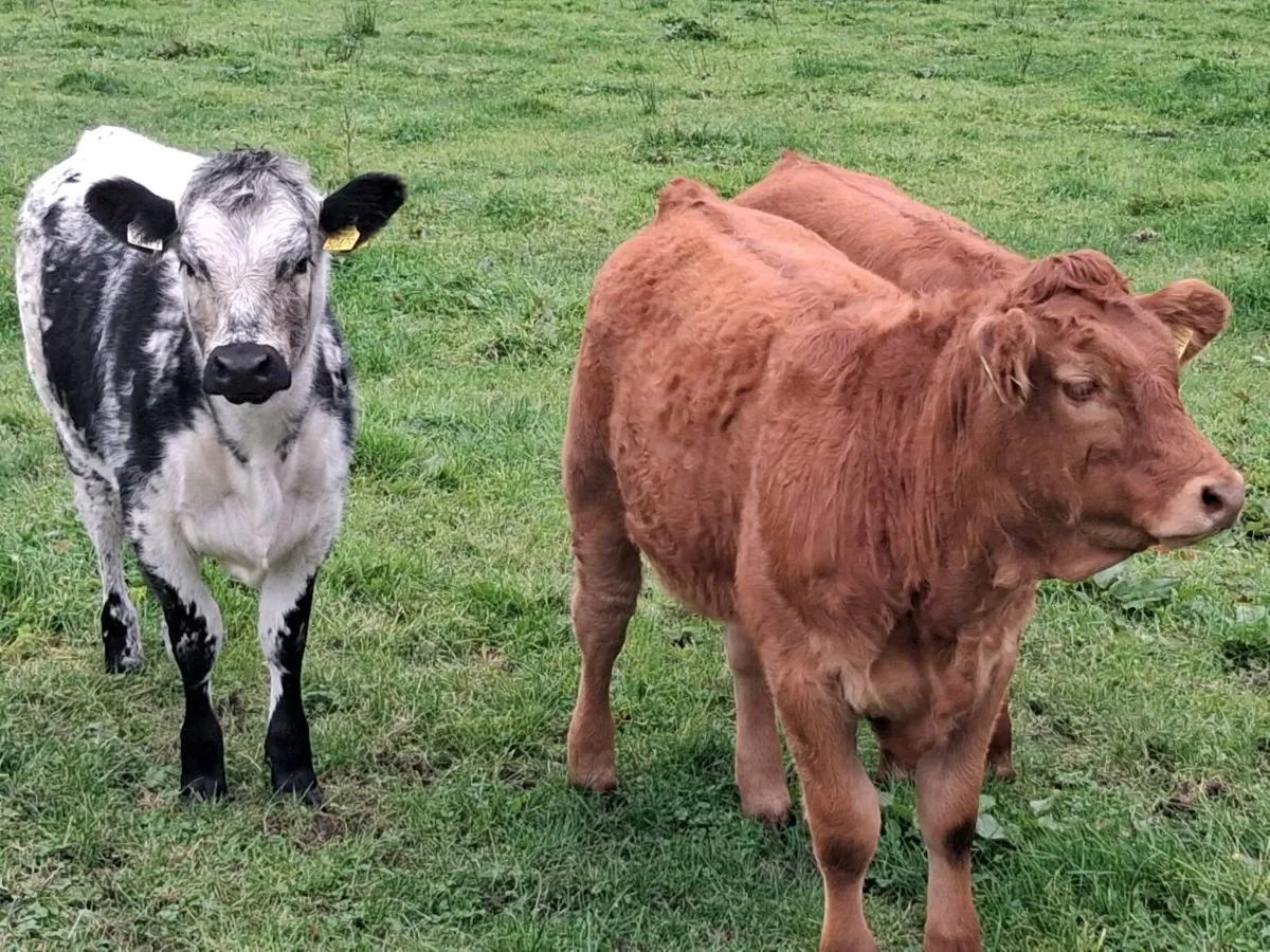 🌟LMX Heifer Weanlings🌟🌟 - Image 4
