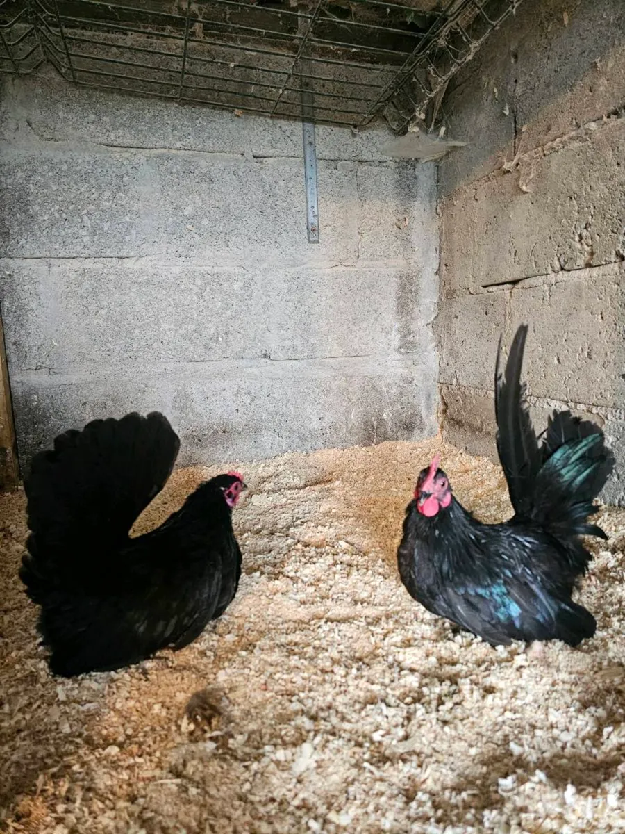 Call ducks + Japanese bantams - Image 3