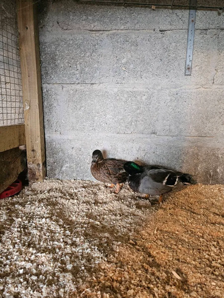 Call ducks + Japanese bantams - Image 4