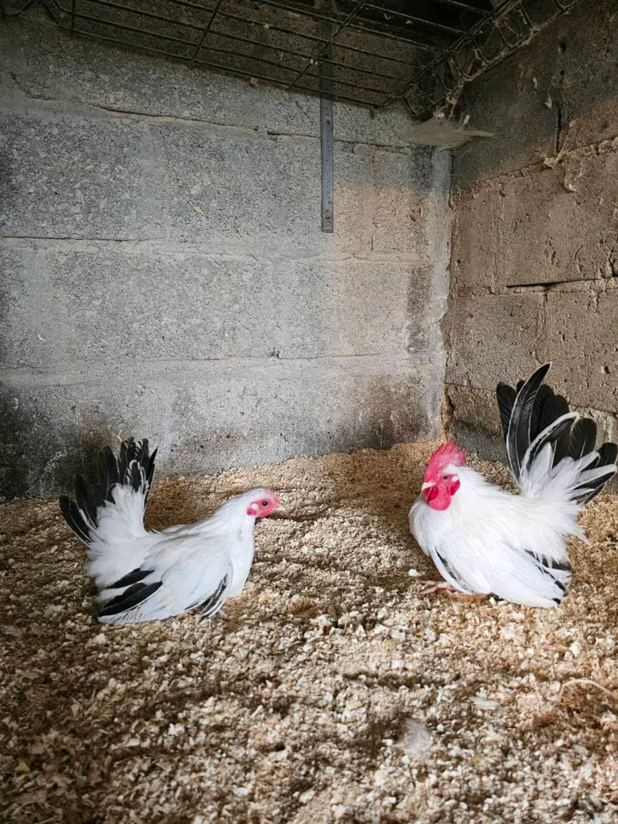 Call ducks + Japanese bantams - Image 1
