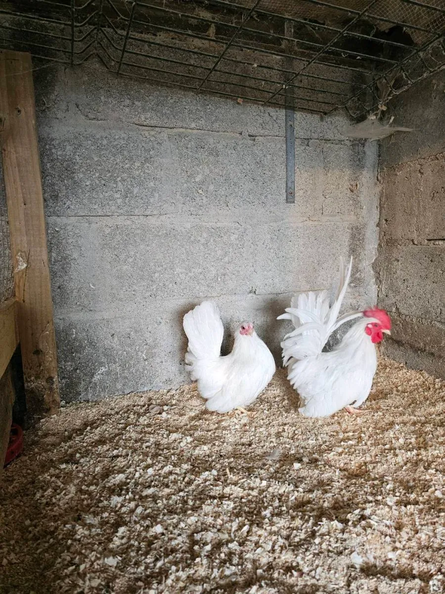 Call ducks + Japanese bantams - Image 2