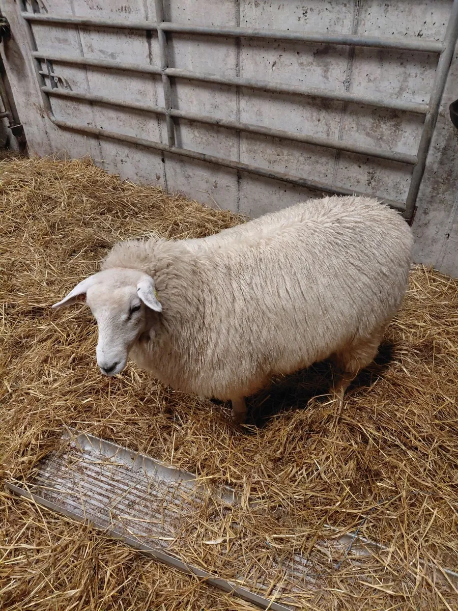 Galway sheep sale Ballinasloe - Image 1