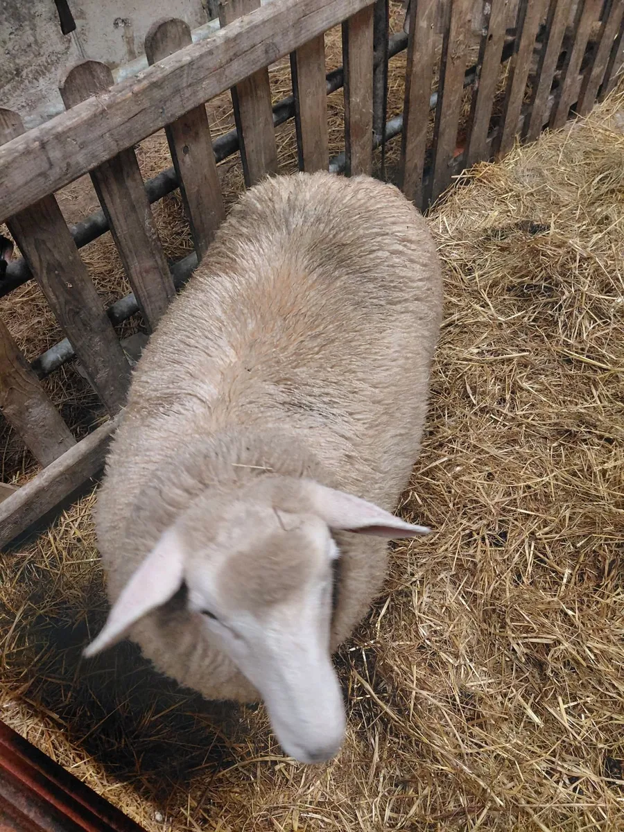 Galway sheep sale Ballinasloe - Image 2