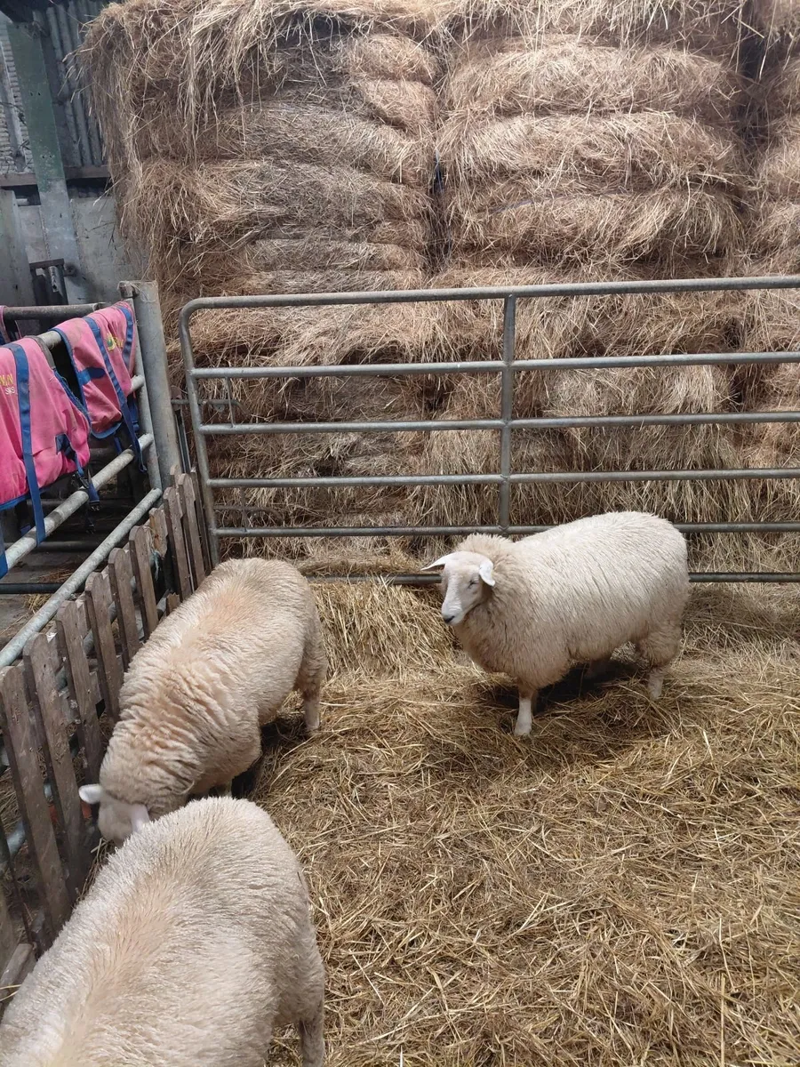 Galway sheep sale Ballinasloe - Image 3