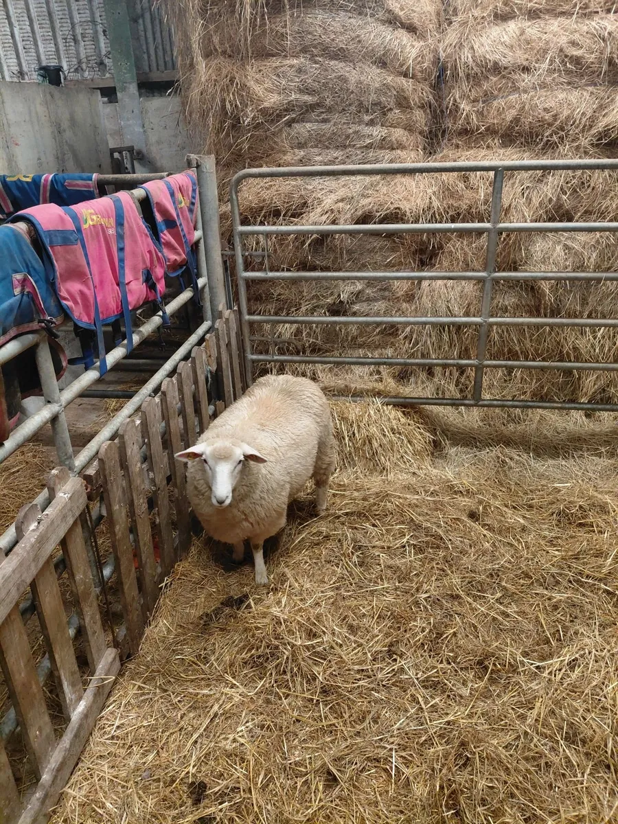 Galway sheep sale Ballinasloe - Image 4