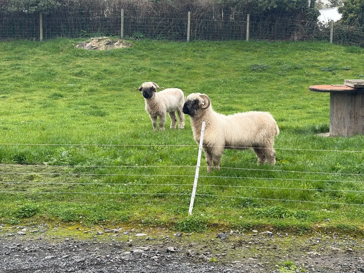 Sheep - Image 1
