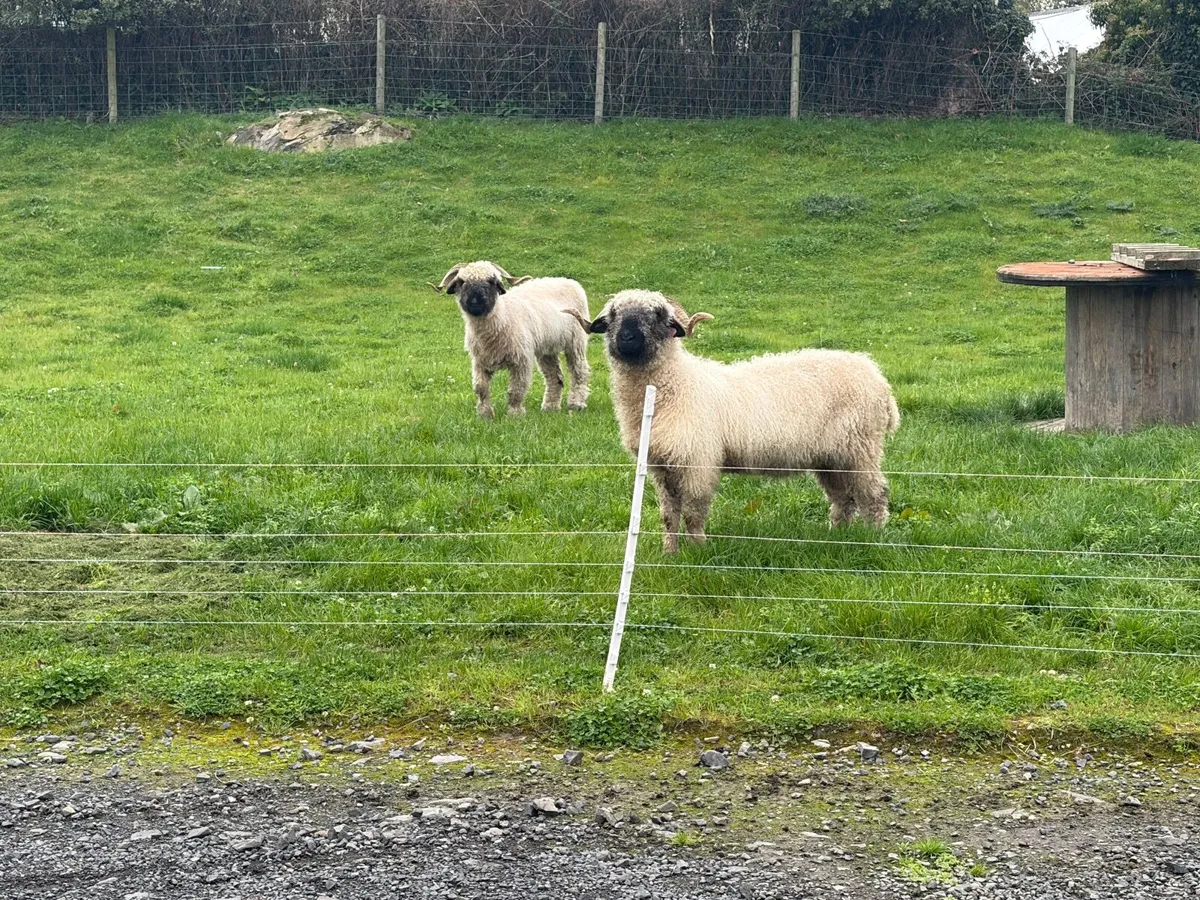 Sheep - Image 2