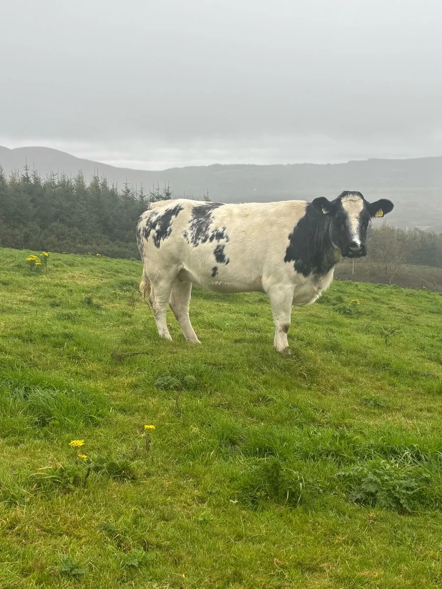 Belgian blue springer forsale - Image 1