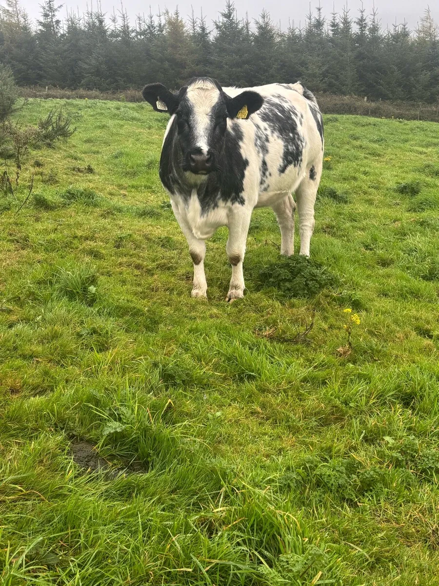 Belgian blue springer forsale - Image 2