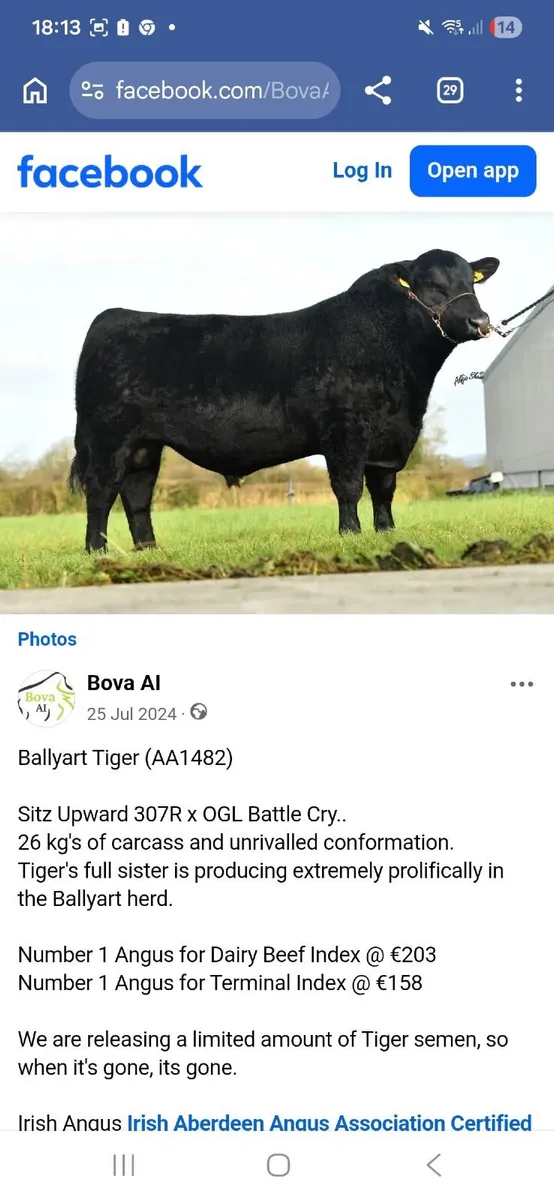 5 star PBR Aberdeen Angus Bull - Image 1