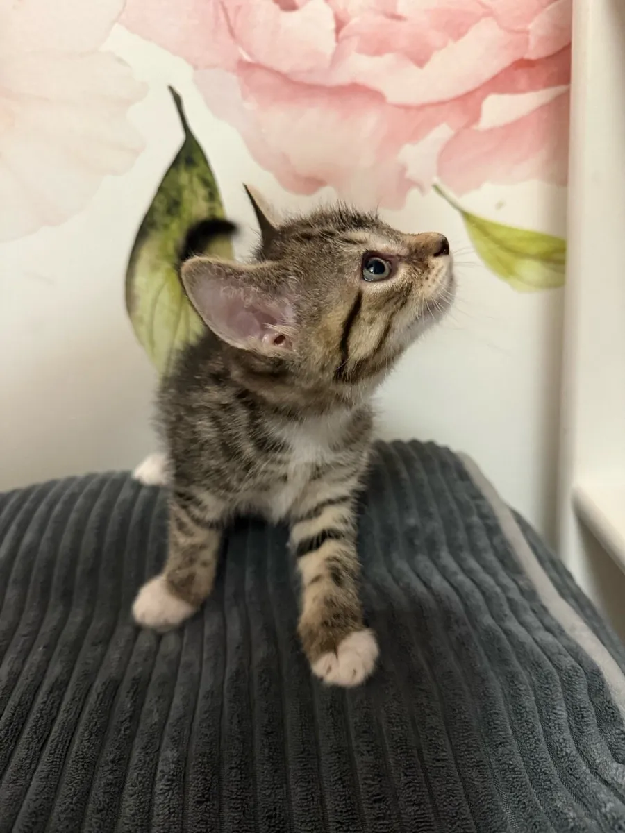 Kittens - Image 3