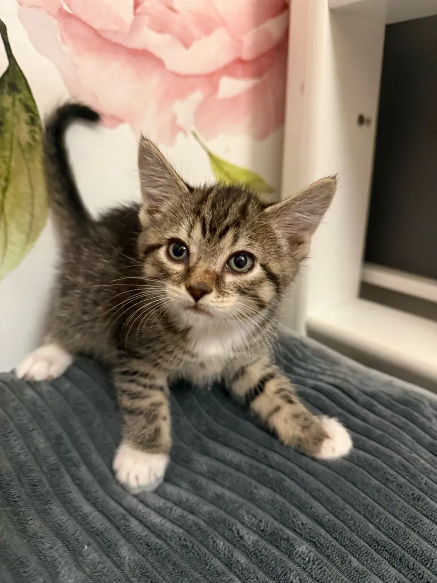 Kittens - Image 4