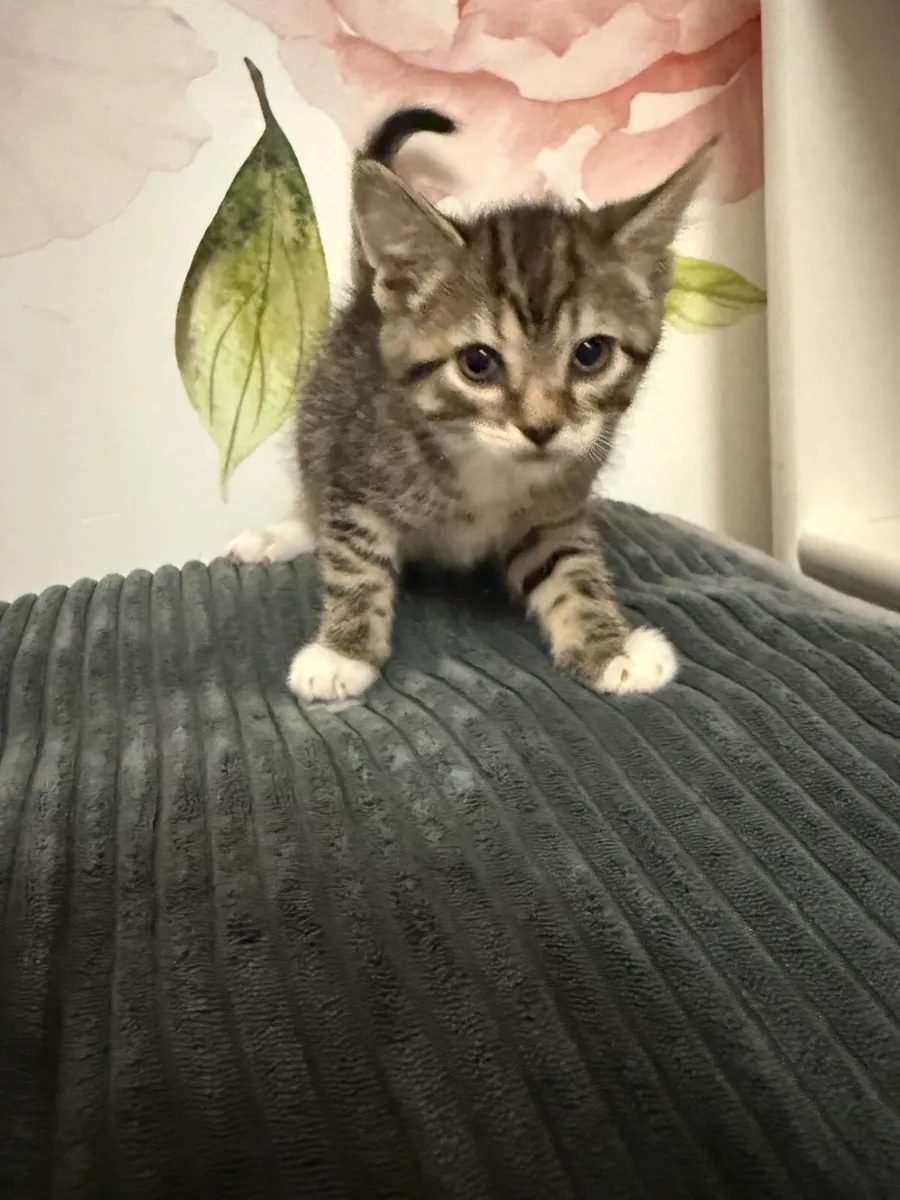 Kittens - Image 1