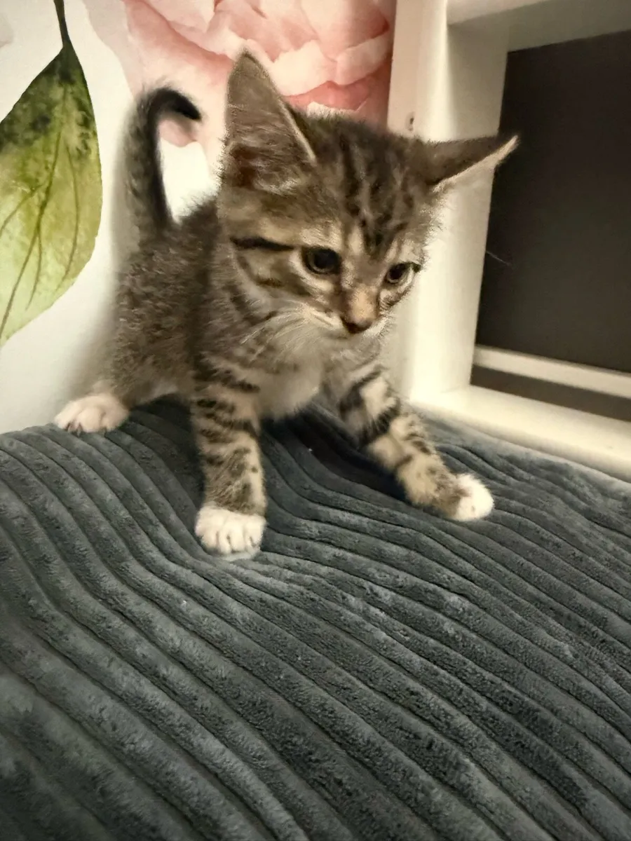Kittens - Image 2