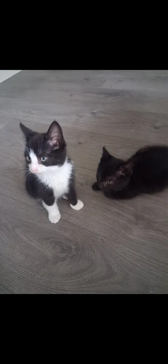 Two sweet kittens 😻😻 - Image 3