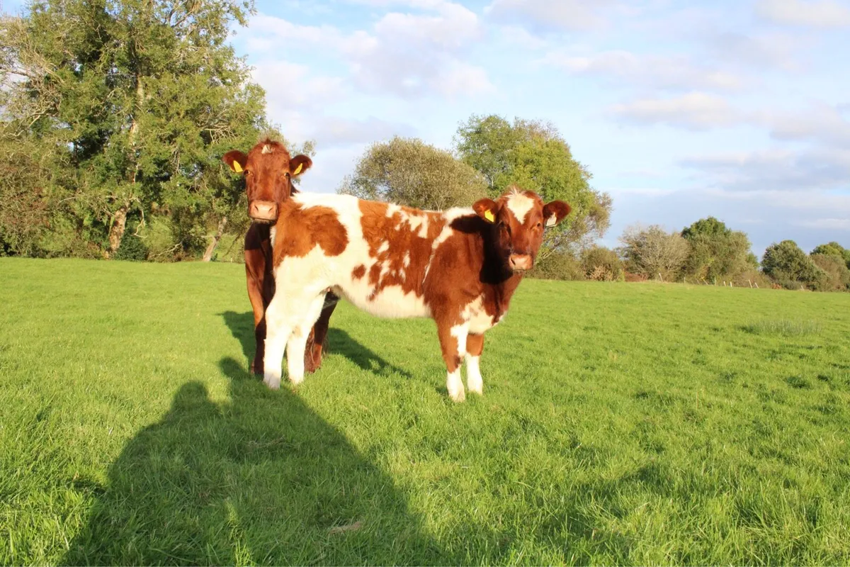Smashing BBX Weanling Heifer For Sale - Image 2