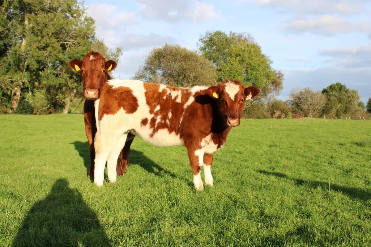 Smashing BBX Weanling Heifer For Sale - Image 3
