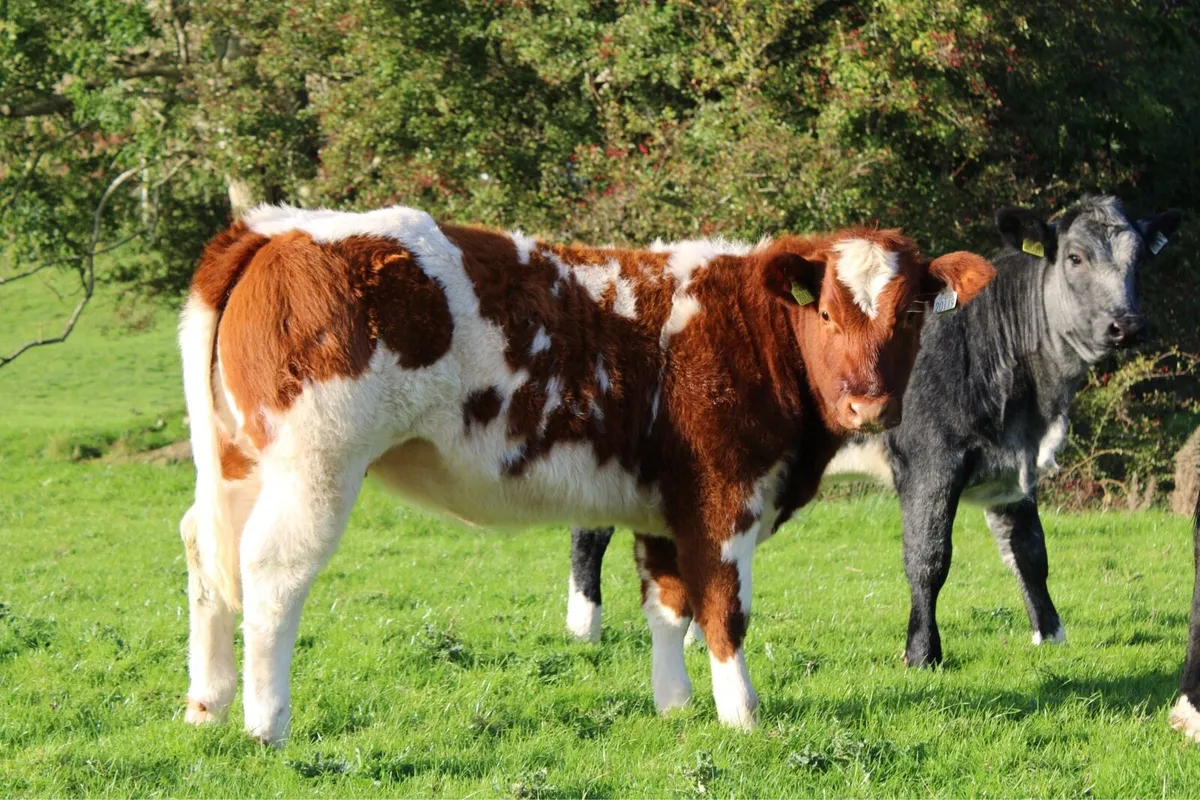 Smashing BBX Weanling Heifer For Sale - Image 4