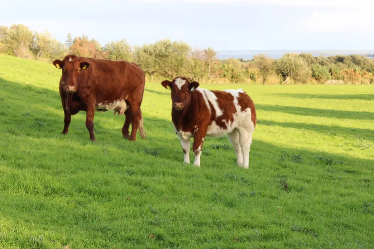 Smashing BBX Weanling Heifer For Sale - Image 1