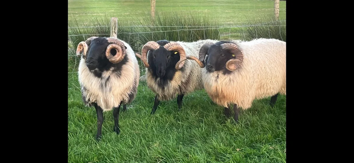 ✅SIS HOGGET RAMS ✅ - Image 1
