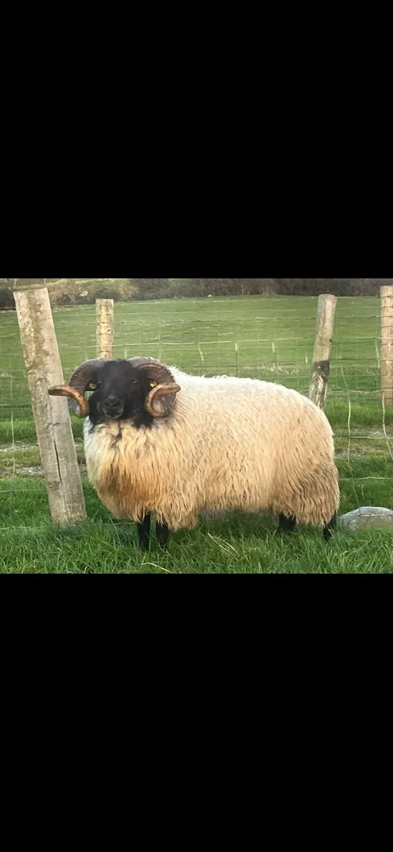 ✅SIS HOGGET RAMS ✅ - Image 2