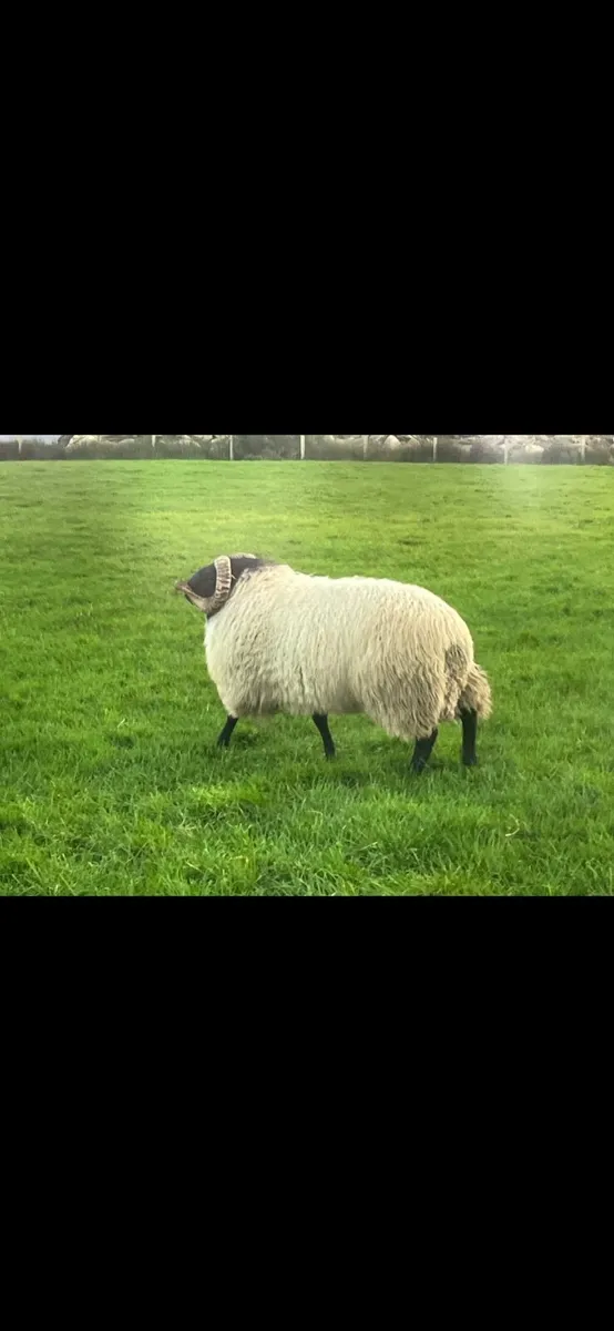 ✅SIS HOGGET RAMS ✅ - Image 4