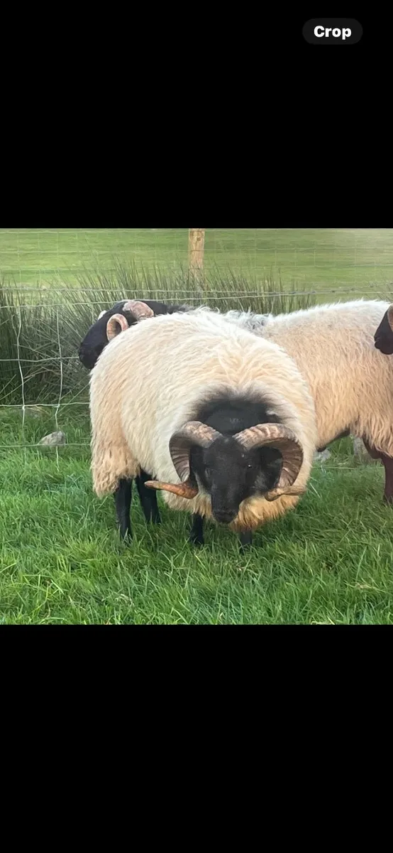✅SIS HOGGET RAMS ✅ - Image 3
