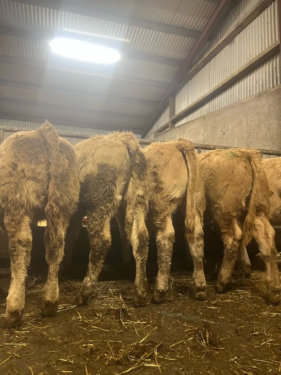 ⭐️ 5 super quality heifer weanlings ⭐️ - Image 1