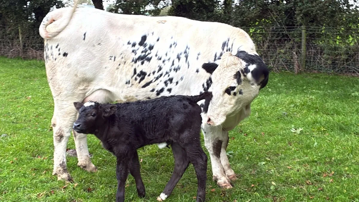 Super Belgian blue first calver - Image 1