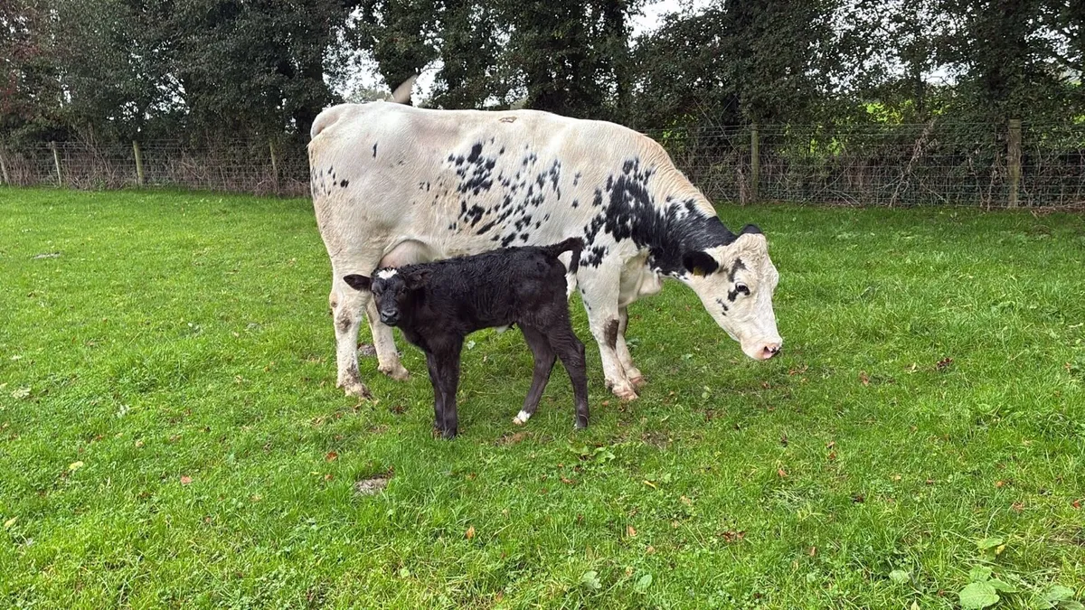 Super Belgian blue first calver - Image 2