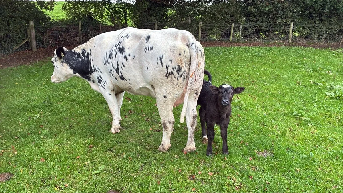 Super Belgian blue first calver - Image 3