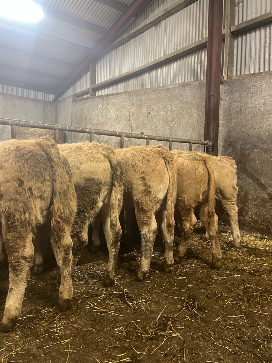 ⭐️ 5 super quality heifer weanlings ⭐️ - Image 2