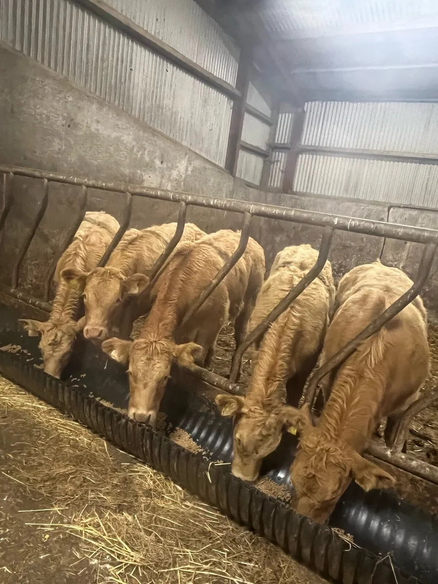 ⭐️ 5 super quality heifer weanlings ⭐️ - Image 3