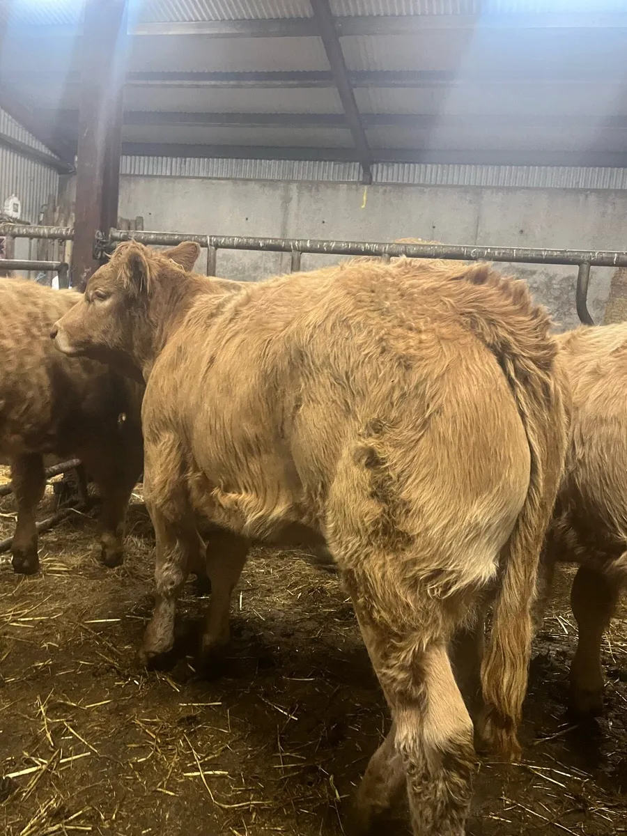 ⭐️ 5 super quality heifer weanlings ⭐️ - Image 4