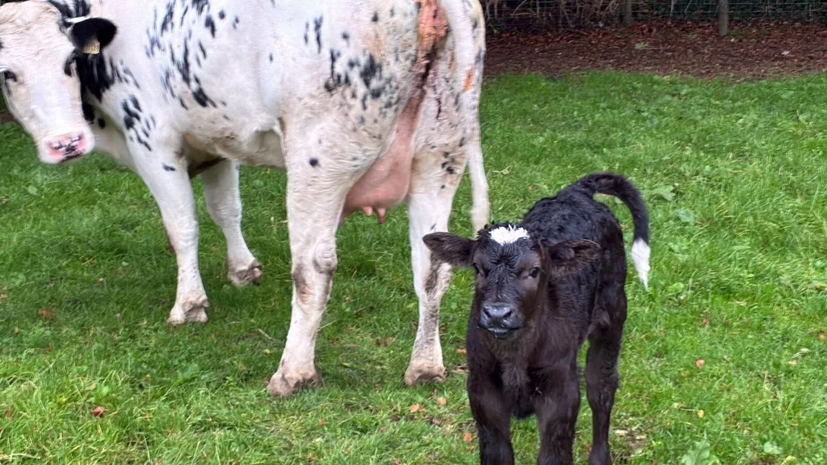 Super Belgian blue first calver - Image 4
