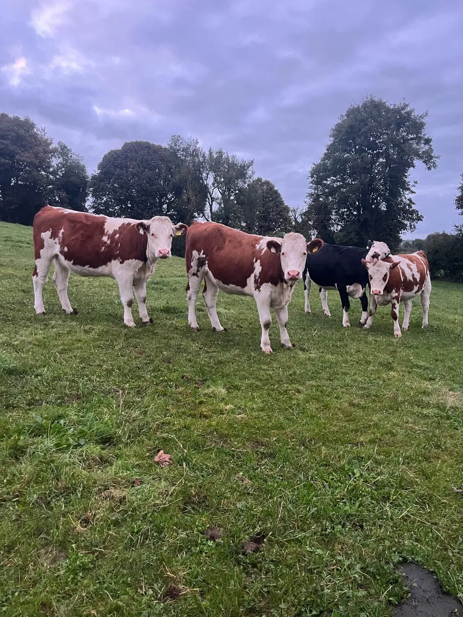 6 heifers - Image 1