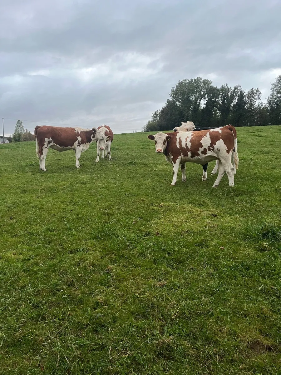 6 heifers - Image 2