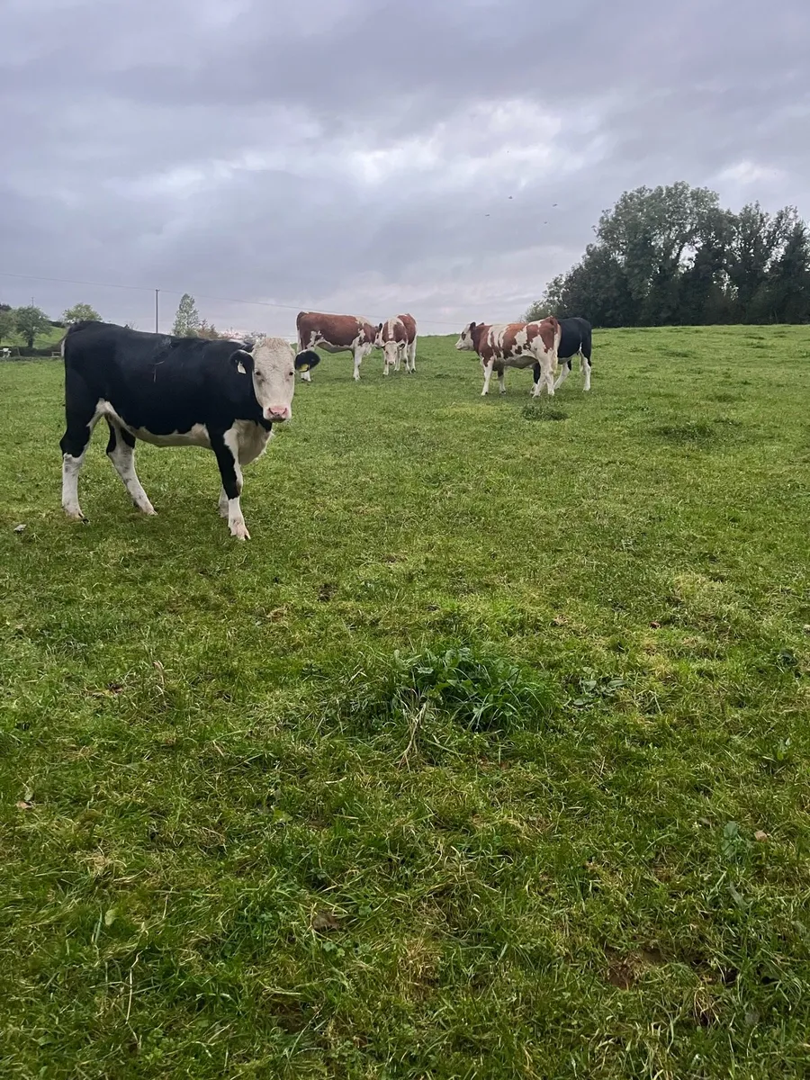 6 heifers - Image 3