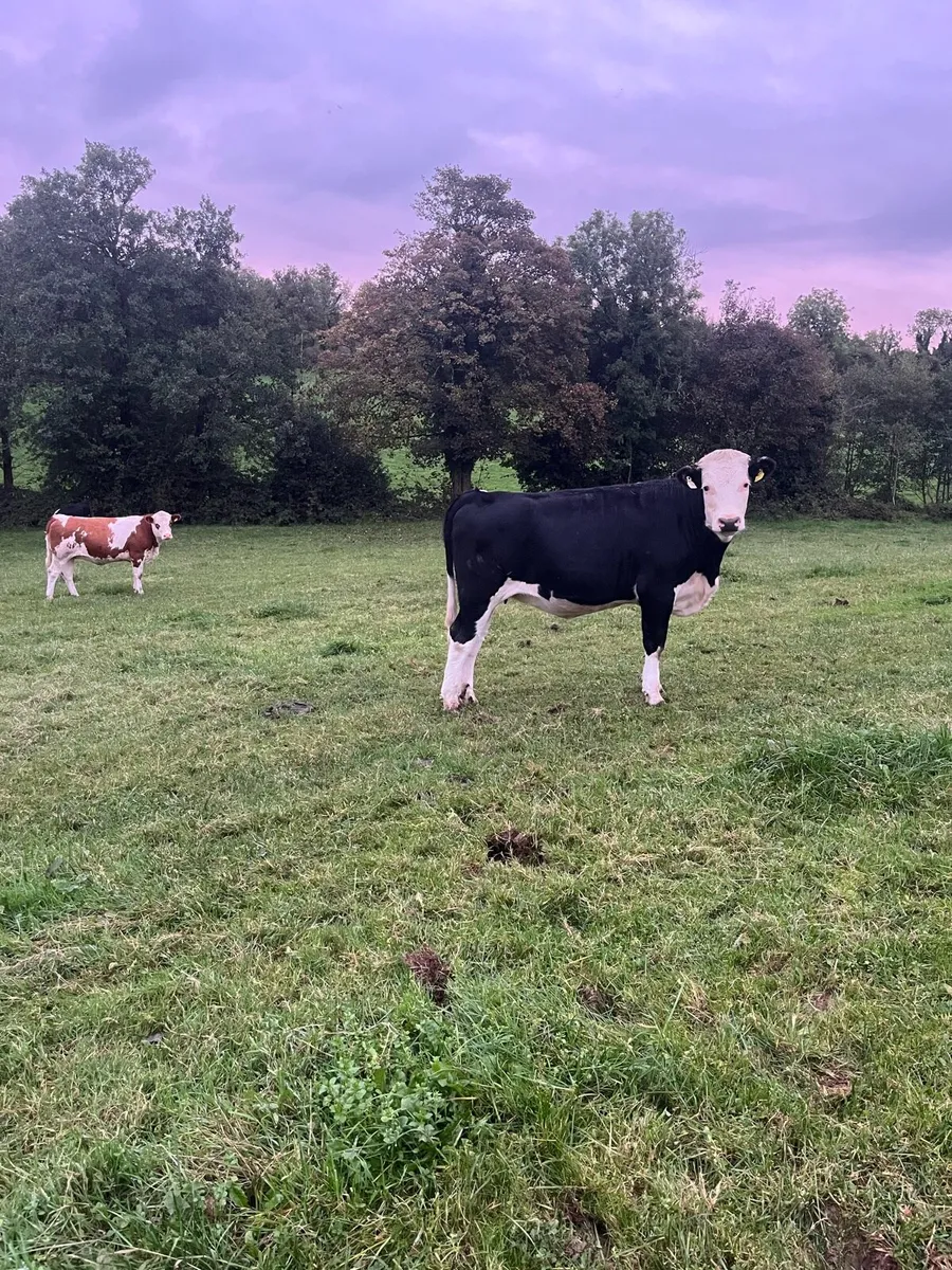 6 heifers - Image 4
