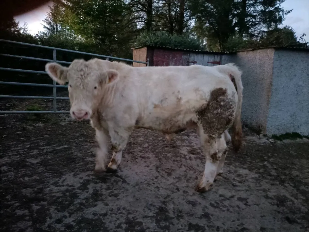 Registered Pedigree Charolais bull - Image 2