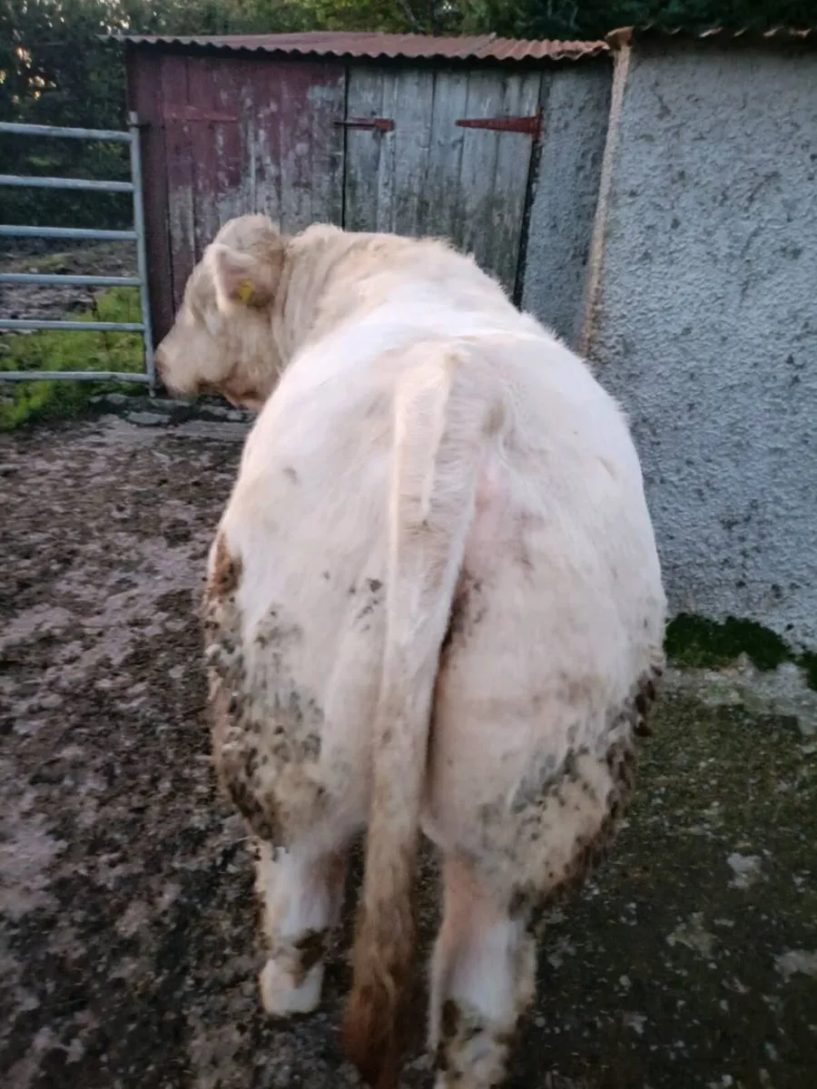 Registered Pedigree Charolais bull - Image 3