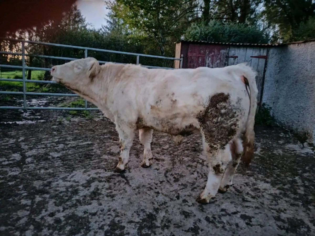 Registered Pedigree Charolais bull - Image 4