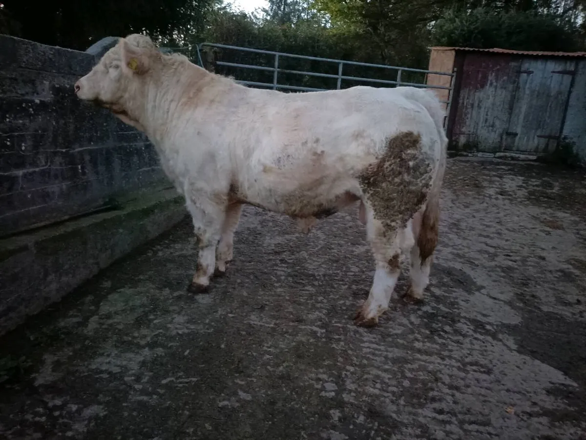 Registered Pedigree Charolais bull - Image 1