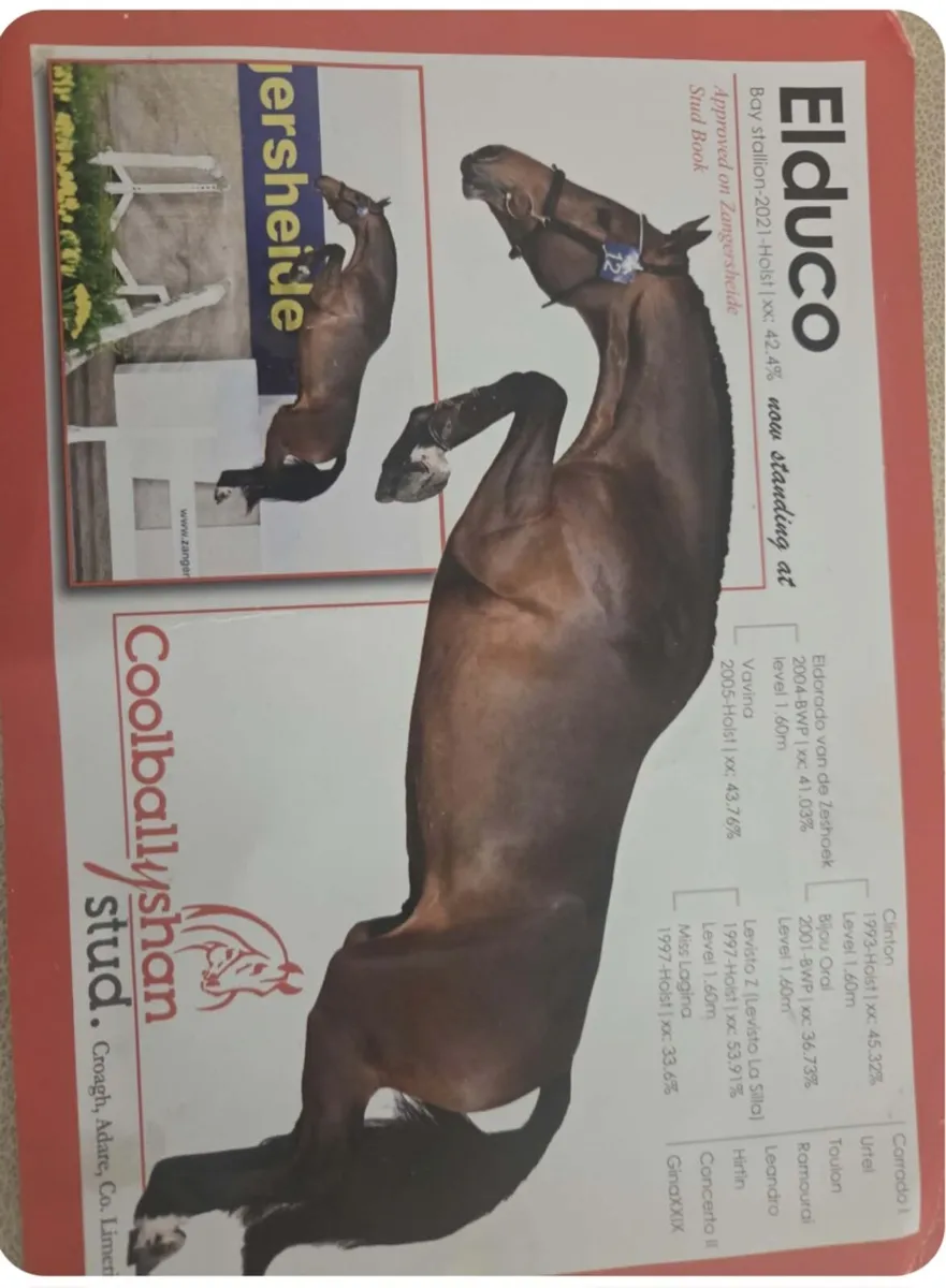 Grey colt foal by Elduco - Image 3