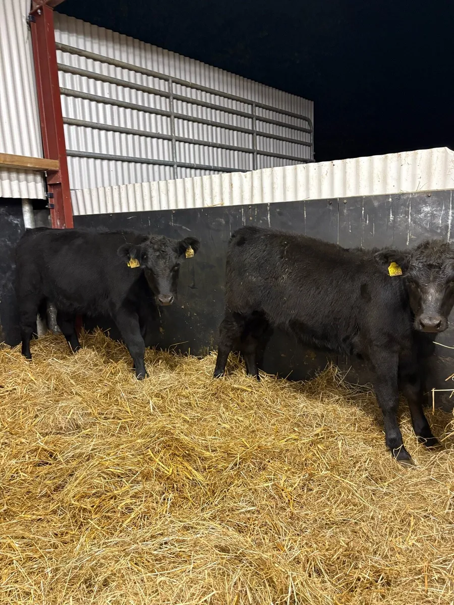 2 super pedigree registered AA heifers - Image 2